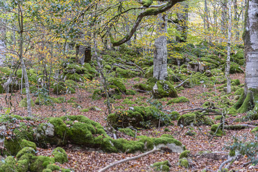 Comunidad Foral de Navarra 111 - Selva de Irati.jpg